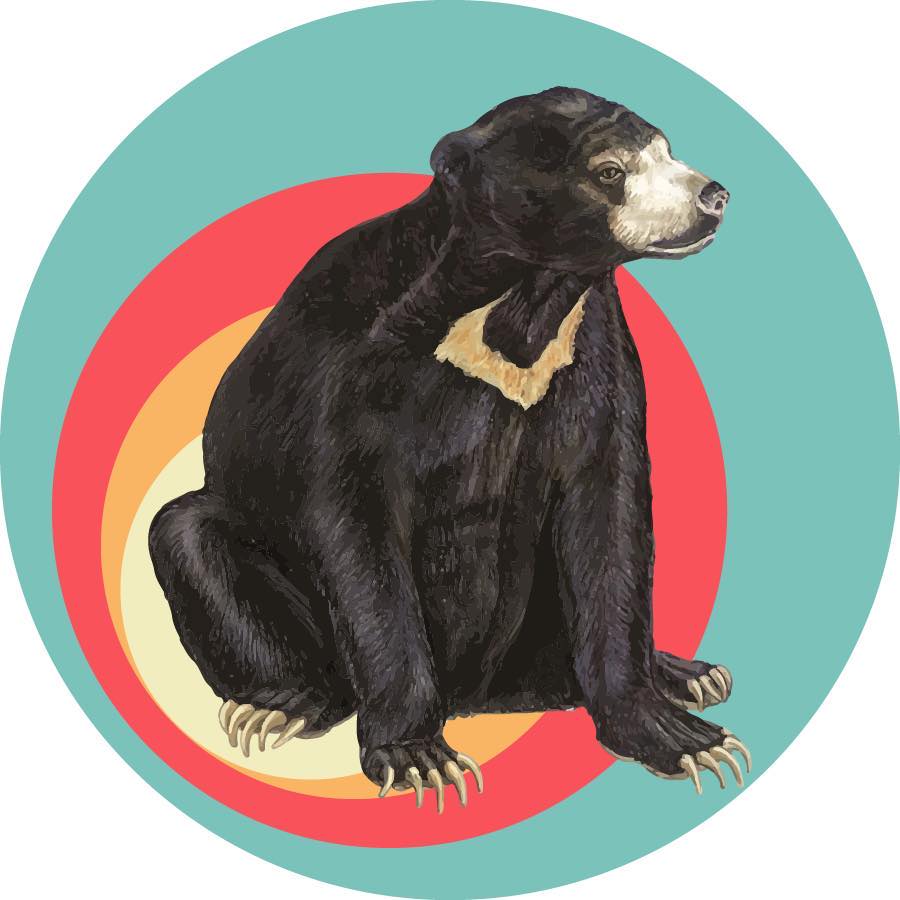 Sun Bear